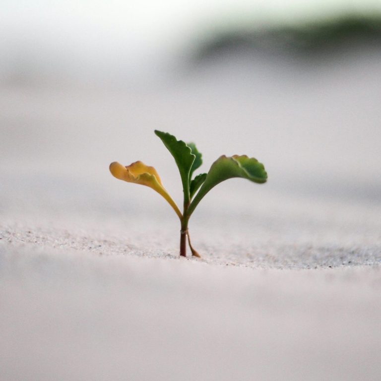 Foto vom Wachstum einer Pflanze im Sand