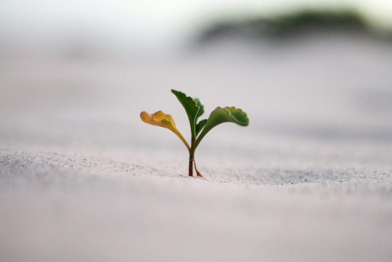 Foto vom Wachstum einer Pflanze im Sand